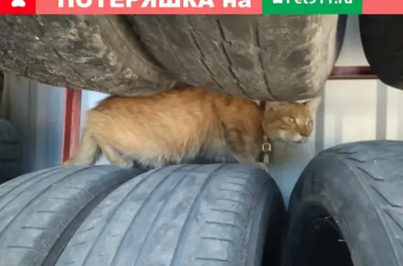 Найдена кошка на ул. Камской, контакты Александра