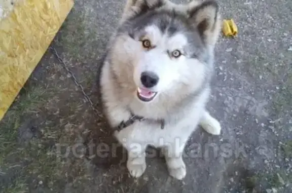 Пропала собака Арчи в Новосибирске, вознаграждение!
