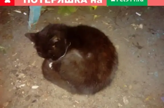 Старый кот на ул. Ярославской ищет хозяев