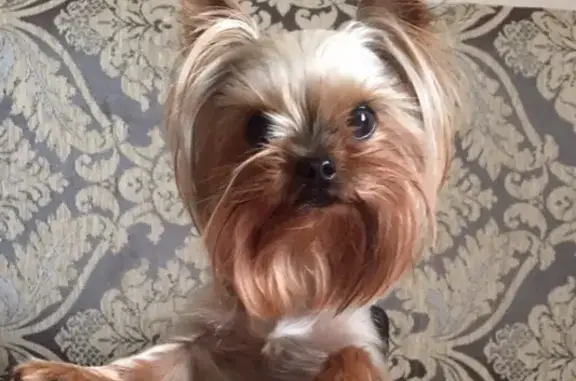 Пропала собака Оливия в Севастополе, помогите найти!