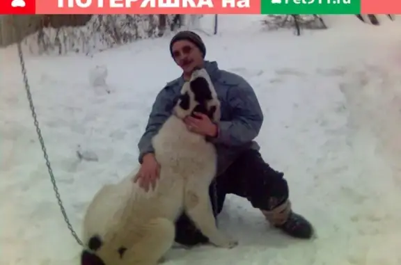 Пропала собака Герда в Александровском районе, Владимирская область