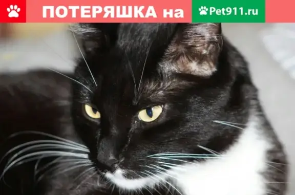 Пропала кошка в Электроуглях, черный кот с белыми лапками и грудкой.