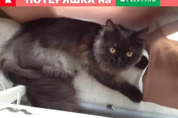 Потерянная кошка в ТЦ Колибри, Пермь
