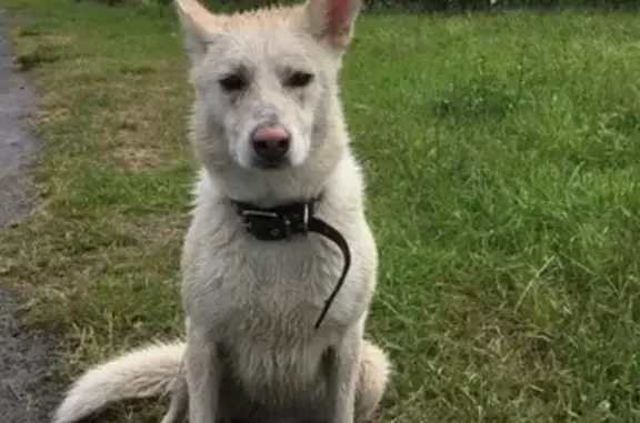 Найдена собака в Петрозаводске, ищу хозяев.