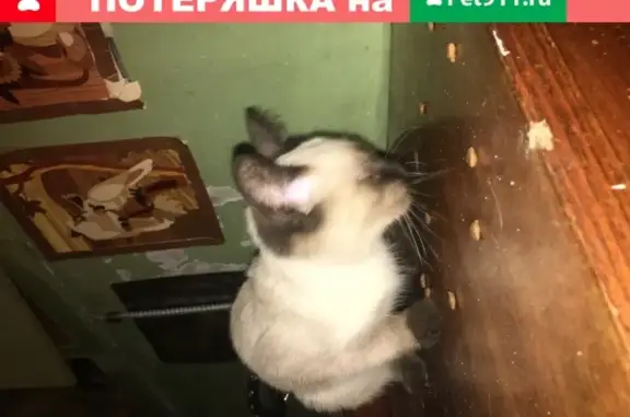 Найдена кошка на ул. Красноуральская, 1А