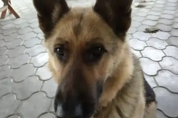 Пропала собака на ул. Раевская, Немецкая овчарка, вознаграждение.