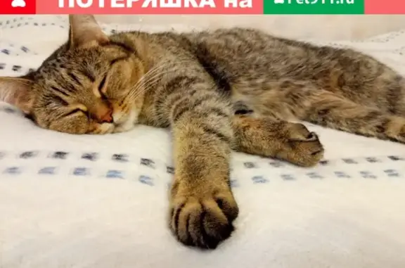 Пропала кошка в Сургуте на Ивана Захарова