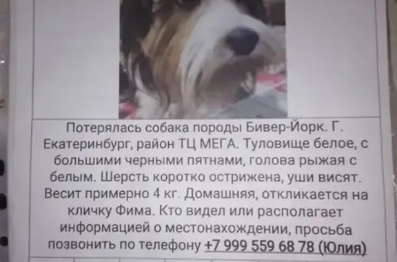 Пропала собака в Екатеринбурге, район ТЦ МЕГА, кличка Фима