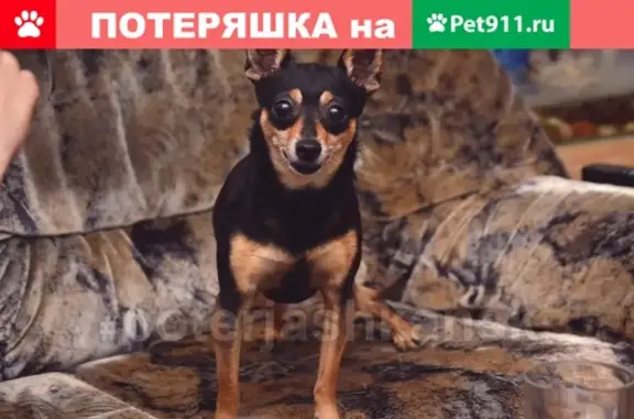 Пропала собака в районе Кудряшовских дач, ищем Ричи!