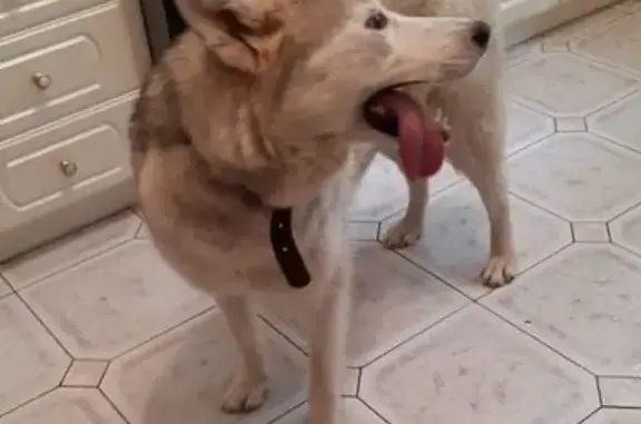 Найдена собака, Москва, фото: Найдена собака хаски около церкви в Узком, нужен репост! Тёплый стан, Чертаново