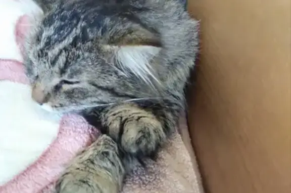 Кошки потеряшки, Тальменка, фото: Потеряшка Сибирский кот в Тальменке, Алтайский край