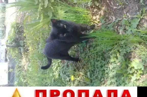 Кошки потеряшки, Нижний Новгород (Нижегородская - Горьковская), фото: Потеряшка кошка в Московском районе Нижнего Новгорода