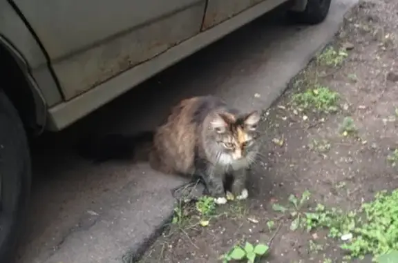Найдена ласковая кошка в Кунцево, Москва