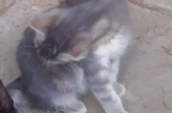 Кошки потеряшки, Москва, фото: Потеряшка кошка в Москве: дымчато-серая, спрыгнула с балкона.