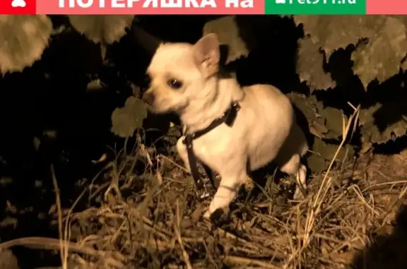 Найдена собака в Краснодаре на Сиреневой улице