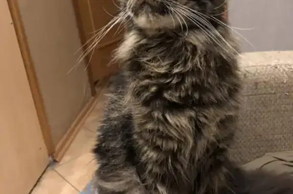 Кошки потеряшки, Санкт-Петербург, фото: Потеряшка кошка породы Мейн-кун на улице Демьяна Бедного, 23.