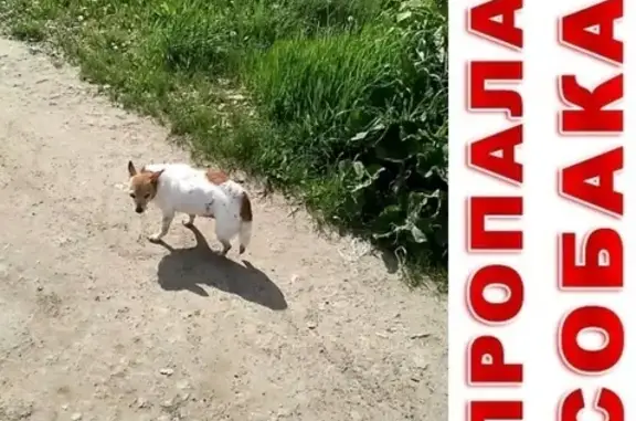 Пропала собака Умка в Авиастроительном районе, Казань