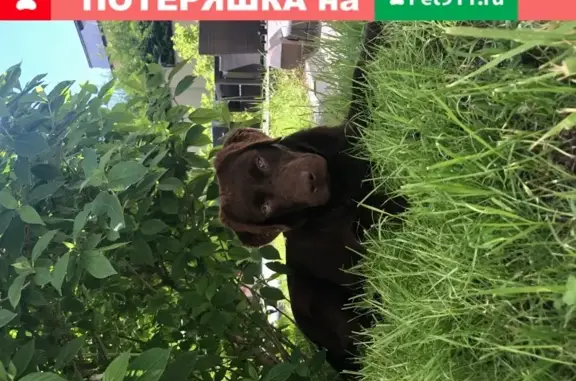 Пропала собака в Романово-2, Лабрадор, 6 мес.