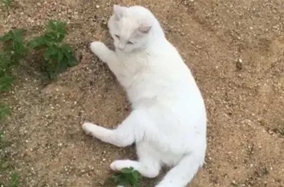 Найдена худая кошка с изогнутым хвостом в Красногорске