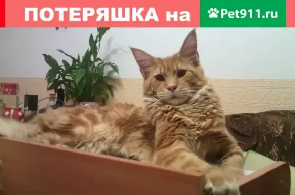 Кошки потеряшки, Санкт-Петербург, фото: Потеряшка кошка Тиша, поселок Апраксин, Ленобласть, тел. 8-911-934-14-43