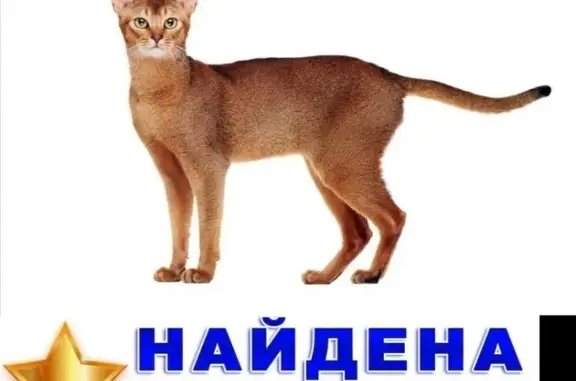 Найден абиссинский кот в Челябинске