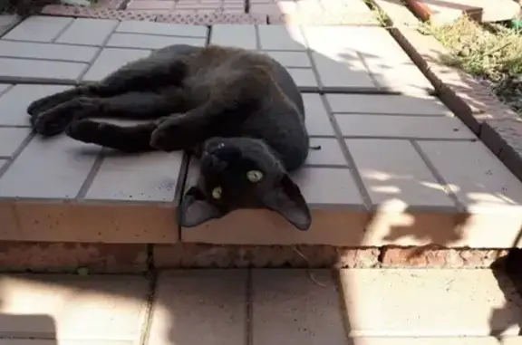 Пропала кошка Кот на Новых ярушках в Ижевске