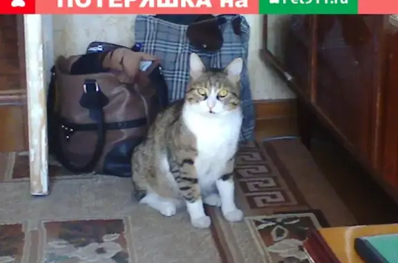 Пропала кошка в Никольско-Архангельском, вознаграждение 10000 руб.