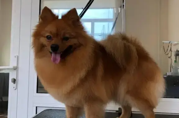 Собаки потеряшки, СНТ Боровинка, фото: Потеряшка собака в снт Боровинка на Ордынской трассе.