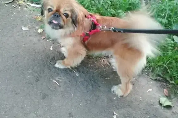 Найдена пекинеская собака в садовом товариществе Учитель