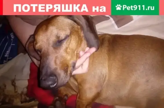 Собака Такса найдена в Воронеже