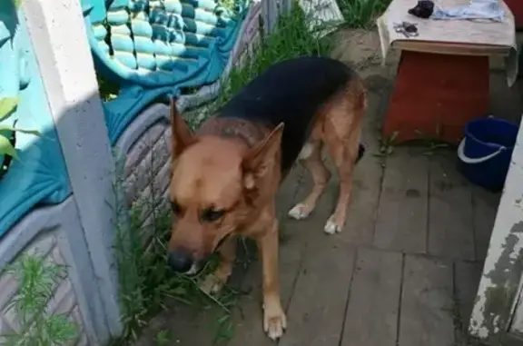 Пропала собака Барон в Мирном, Якутия