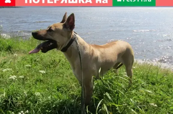 Пропала рыжая собака в Сатке, на Пролетарской улице