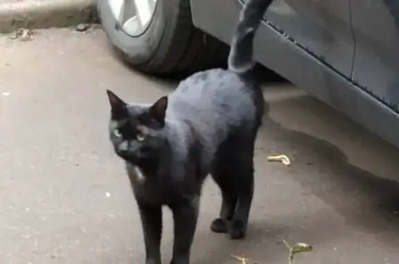 Найдена кошка на Днепропетровской, Москва