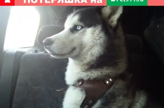 Потерянные животные Сургут, фото: Пропал пес в районе мечети, Сургут.