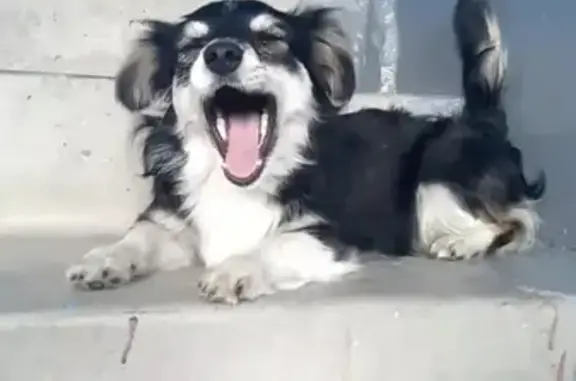 Найдена собака на Молодежной, 70 в Тюмени