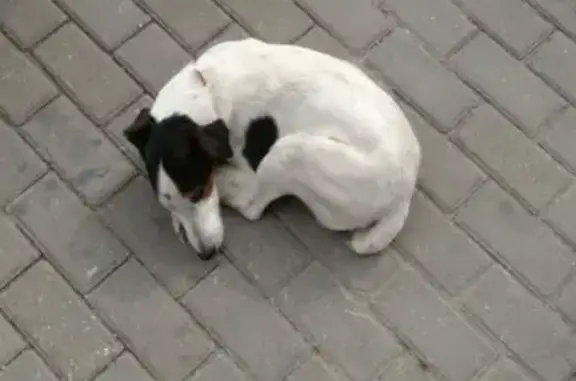 Найдена собака, Москва, фото: Потерянная собака на проезде Завода Серп и Молот, Москва