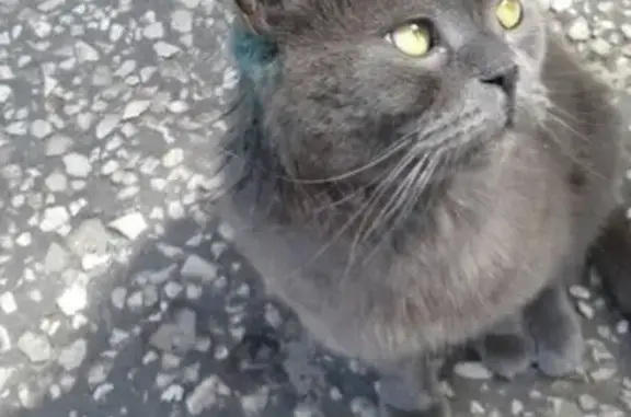 Найден кот на Ново-Ямской улице