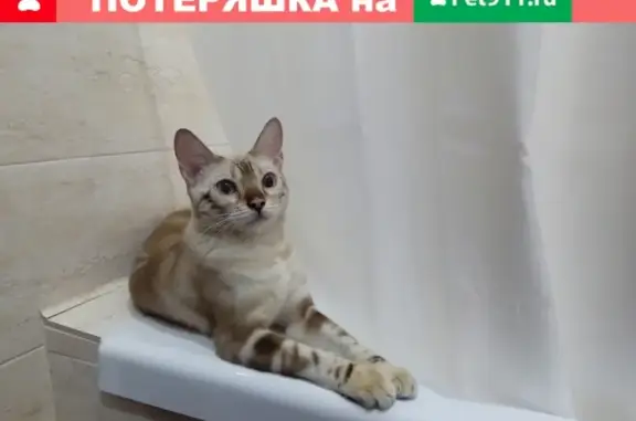 Кошки потеряшки, Новосибирск, фото: Потеряшка кошка на ул. Героев революции