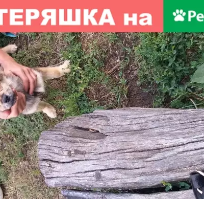 Найдена послушная собака на улице Красинской
