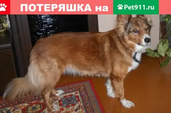 Пропала собака Бася в Новокузнецке