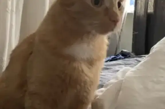 Кошки потеряшки, Москва, фото: Потеряшка кошка на 2-м Самотёчном переулке, Москва