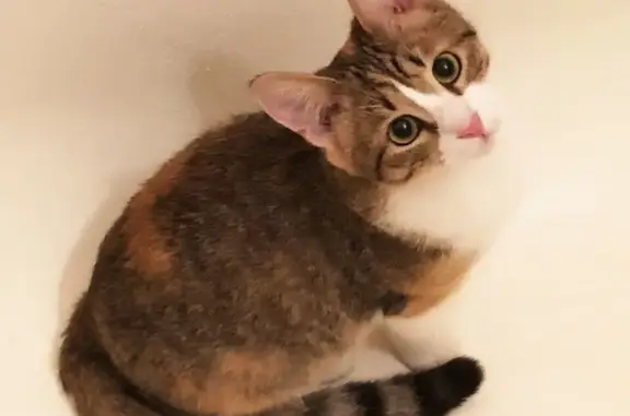 Кошки потеряшки, Санкт-Петербург, фото: Потеряшка кошка СПб - Выборгский район, пр-т Просвещения-Выборгское шоссе д 25.