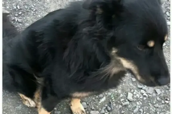 Пропала собака Джессика в Талнахе, Норильск.