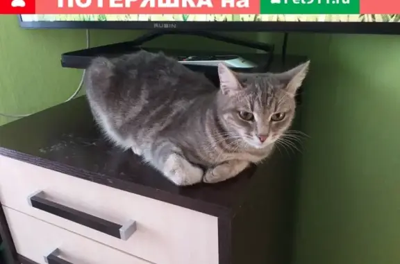 Найдена кошка в Иваново, ищем хозяев