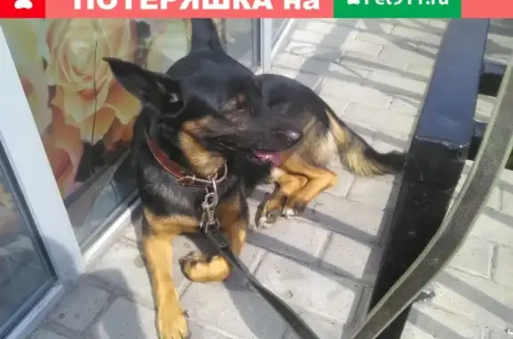 Найдена собака в Коломне, SOS!