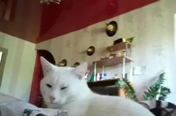 Пропал белый кот в районе Ленина, нужна помощь!