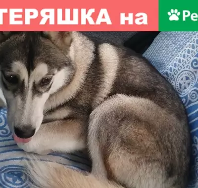 Пропала собака: Хаски в УАвиАке, Ульяновск