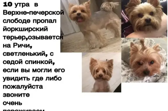Собаки потеряшки, Нижний Новгород, фото: Потеряшка йорк в Нижегородском районе, вознаграждение.