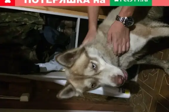 Собака Хаски найдена в Пензе