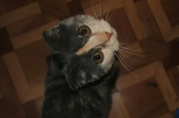 Пропала кошка Соня в Орехово-Зуево